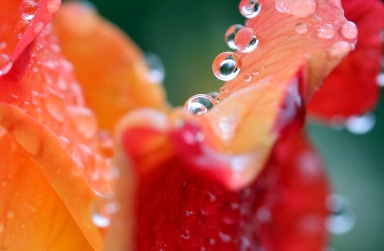 opis slike